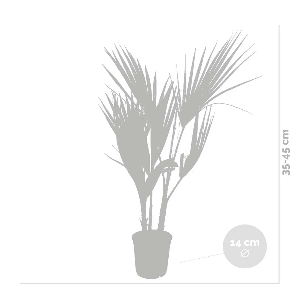 Washingtonia Robusta - Palmier Mexicain - Palmier Extérieur - Persistant – ⌀14 Cm - ↕35-45 Cm 4 Washingtonia Robusta - Palmier Mexicain - Palmier Extérieur - Persistant – ⌀14 Cm - ↕35-45 Cm – Image 4