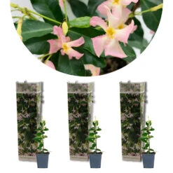 3x Trachelospermum 'pink Showers' – Jasmin De Toscane – Plante Grimpante – ⌀9 Cm - ↕15-20 Cm