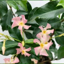 3x Trachelospermum 'pink Showers' – Jasmin De Toscane – Plante Grimpante – ⌀9 Cm - ↕15-20 Cm 8 3x Trachelospermum 'pink Showers' – Jasmin De Toscane – Plante Grimpante – ⌀9 Cm - ↕15-20 Cm -Ryobi Jardin Boutique 640b77ef849b52.69347073