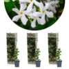 3x Trachelospermum Jasminoides – Jasmin De Toscane – Plante Grimpante – Rustique – ⌀9 Cm - ↕15-20 Cm