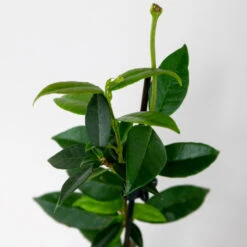 3x Trachelospermum Jasminoides – Jasmin De Toscane – Plante Grimpante – Rustique – ⌀9 Cm - ↕15-20 Cm -Ryobi Jardin Boutique 640b77fdc53058.17205332