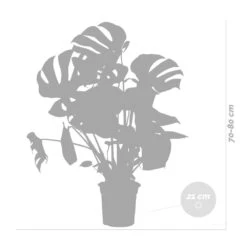 Monstera Deliciosa Incl. Panier En Jonc De Mer - Purificateur D'air - ⌀21 Cm - ↕70-80 Cm -Ryobi Jardin Boutique 640b78690602c8.25143099