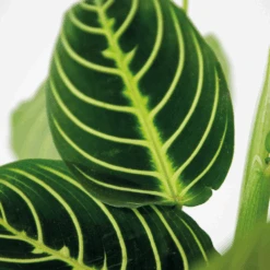 Maranta Lemon Lime – Plante De Prière – Plante D'intérieur – Purificateur D'air – ⌀12cm –↕10-15cm -Ryobi Jardin Boutique 640b786e004742.79640543