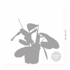 Maranta Lemon Lime – Plante De Prière – Plante D'intérieur – Purificateur D'air – ⌀12cm –↕10-15cm -Ryobi Jardin Boutique 640b786e0d5cb2.39616864