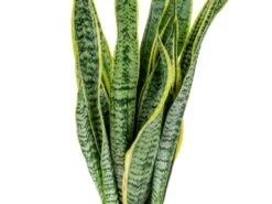 2x Sansevieria 'laurentii' Xl – Langue De Dame – Succulente – Facile à Entretenir – ⌀17cm – ↕55-65 Cm -Ryobi Jardin Boutique 640b787fb489e7.70309484