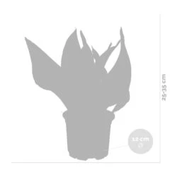 Sansevieria 'laurentii' – Sansevieria – Succulente – Peu D'entretien – ⌀12cm – ↕25-35cm -Ryobi Jardin Boutique 640b7892936c92.85423753