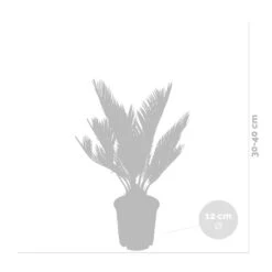 2x Cycas Revoluta – Peace Palm – Palmier – Facile D'entretien - ⌀12 Cm - ↕30-40 Cm -Ryobi Jardin Boutique 640b789c52ce85.05361926
