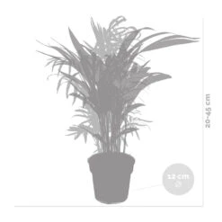 2x Mélange De Palmiers D'intérieur - Dypsis-chamaedorea - Facile D'entretien – ⌀12 Cm - ↕20-45 Cm -Ryobi Jardin Boutique 640b789d43a326.57955412