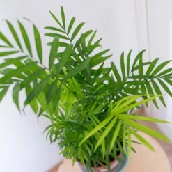 2x Mélange De Palmiers D'intérieur - Dypsis-chamaedorea - Facile D'entretien – ⌀12 Cm - ↕20-45 Cm -Ryobi Jardin Boutique 640b789d46bf69.48332906