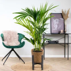 Howea Forsteriana Incl. Panier En Jonc De Mer - Palmier Kentia - Purificateur D'air - ⌀19 Cm - ↕90-100 Cm -Ryobi Jardin Boutique 640b789e4b9212.65106370