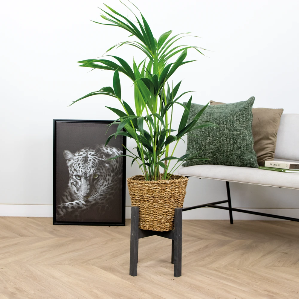 Howea Forsteriana Incl Seagrass Basket - Palmier Kentia - Purificateur D'air - ⌀19 Cm - ↕90-100 Cm 2 Howea Forsteriana Incl Seagrass Basket - Palmier Kentia - Purificateur D'air - ⌀19 Cm - ↕90-100 Cm – Image 2