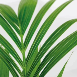 Howea Forsteriana Incl Seagrass Basket - Palmier Kentia - Purificateur D'air - ⌀19 Cm - ↕90-100 Cm 7 Howea Forsteriana Incl Seagrass Basket - Palmier Kentia - Purificateur D'air - ⌀19 Cm - ↕90-100 Cm -Ryobi Jardin Boutique 640b78a06216e9.82338484