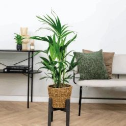 Howea Forsteriana Incl Seagrass Basket - Palmier Kentia - Purificateur D'air - ⌀19 Cm - ↕90-100 Cm 8 Howea Forsteriana Incl Seagrass Basket - Palmier Kentia - Purificateur D'air - ⌀19 Cm - ↕90-100 Cm -Ryobi Jardin Boutique 640b78a0818a38.30649967