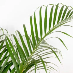 Dypsis Lutescens Incl. Panier En Jonc De Mer - Palmier Doré - ⌀21 Cm - ↕100-110 Cm -Ryobi Jardin Boutique 640b78a15679d4.05668211