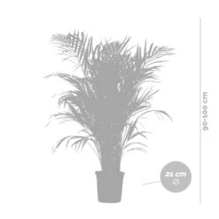 Dypsis Lutescens Incl. Panier En Jonc De Mer - Palmier Doré - ⌀21 Cm - ↕100-110 Cm -Ryobi Jardin Boutique 640b78a17edc87.53736891