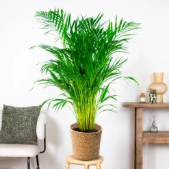 Dypsis Lutescens Incl. Panier En Jonc De Mer - Palmier Doré - ⌀21 Cm - ↕100-110 Cm -Ryobi Jardin Boutique 640b78a18cf930.54558956