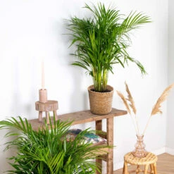 Dypsis Lutescens Incl. Panier En Jonc De Mer - Palmier Doré - ⌀20 Cm - ↕90-100 Cm -Ryobi Jardin Boutique 640b78a2886787.17371081