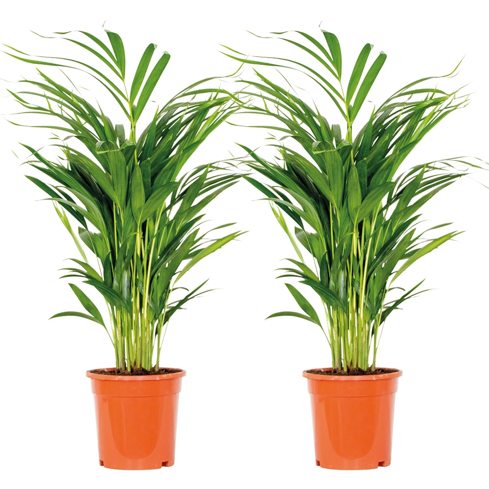 2x Dypsis Lutescens - Palmier Doré - Plante D'intérieur - Facile D'entretien - ⌀17 Cm - ↕60-70 Cm 1 2x Dypsis Lutescens - Palmier Doré - Plante D'intérieur - Facile D'entretien - ⌀17 Cm - ↕60-70 Cm