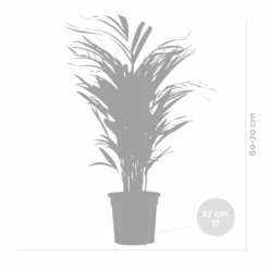 2x Dypsis Lutescens - Palmier Doré - Plante D'intérieur - Facile D'entretien - ⌀17 Cm - ↕60-70 Cm 9 2x Dypsis Lutescens - Palmier Doré - Plante D'intérieur - Facile D'entretien - ⌀17 Cm - ↕60-70 Cm -Ryobi Jardin Boutique 640b78a391d3f4.46710132