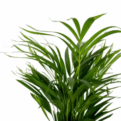 2x Dypsis Lutescens - Palmier Doré - Plante D'intérieur - Facile D'entretien - ⌀17 Cm - ↕60-70 Cm 7 2x Dypsis Lutescens - Palmier Doré - Plante D'intérieur - Facile D'entretien - ⌀17 Cm - ↕60-70 Cm -Ryobi Jardin Boutique 640b78a39680a7.80679516