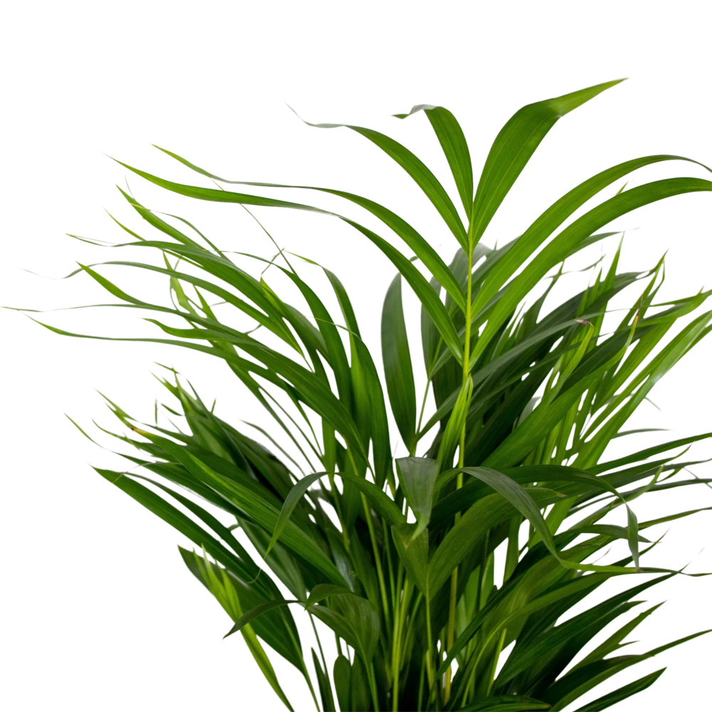 2x Dypsis Lutescens - Palmier Doré - Plante D'intérieur - Facile D'entretien - ⌀17 Cm - ↕60-70 Cm 3 2x Dypsis Lutescens - Palmier Doré - Plante D'intérieur - Facile D'entretien - ⌀17 Cm - ↕60-70 Cm – Image 3