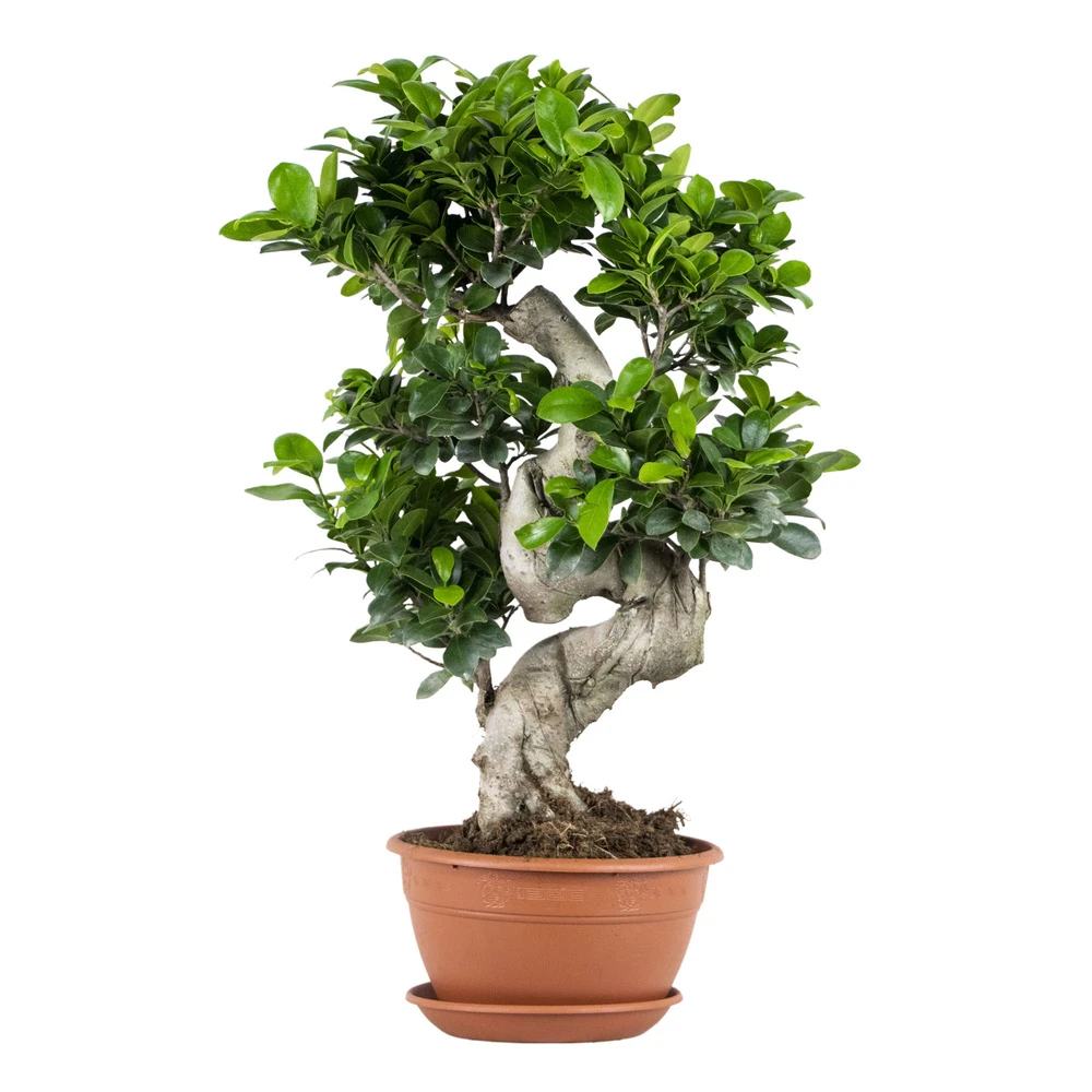 Ficus Microcarpa 'ginseng' En Forme De S – Bonsaï – Plante D'intérieur – ⌀22 Cm - ↕60-70 Cm 1 Ficus Microcarpa 'ginseng' En Forme De S – Bonsaï – Plante D'intérieur – ⌀22 Cm - ↕60-70 Cm
