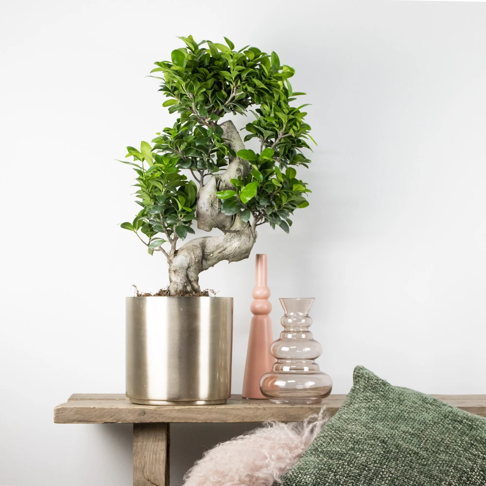 Ficus Microcarpa 'ginseng' En Forme De S – Bonsaï – Plante D'intérieur – ⌀22 Cm - ↕60-70 Cm 4 Ficus Microcarpa 'ginseng' En Forme De S – Bonsaï – Plante D'intérieur – ⌀22 Cm - ↕60-70 Cm – Image 4