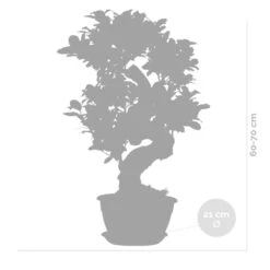 Ficus Microcarpa 'ginseng' En Forme De S – Bonsaï – Plante D'intérieur – ⌀22 Cm - ↕60-70 Cm 9 Ficus Microcarpa 'ginseng' En Forme De S – Bonsaï – Plante D'intérieur – ⌀22 Cm - ↕60-70 Cm -Ryobi Jardin Boutique 640b78a4ca43b3.72373917