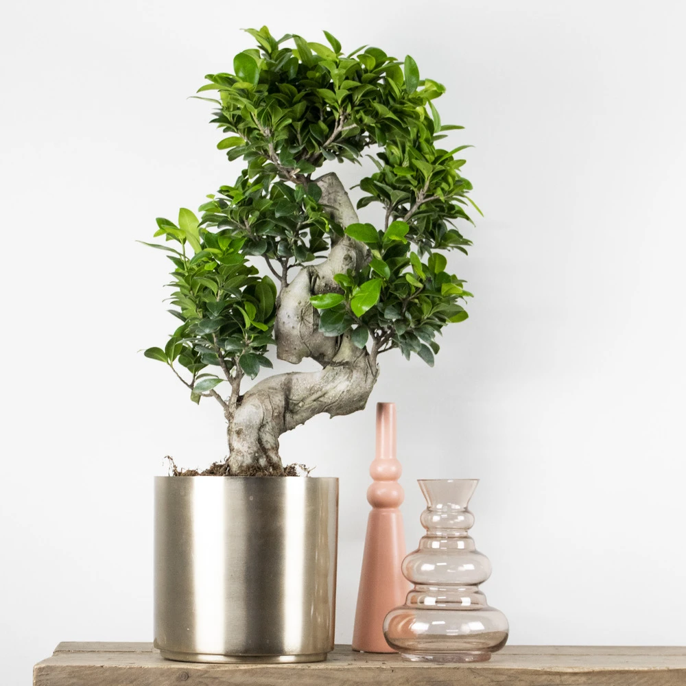 2x Ficus Microcarpa 'ginseng' En Forme De S – Bonsaï – Plante D'intérieur – ⌀22 Cm - ↕60-70 Cm 2 2x Ficus Microcarpa 'ginseng' En Forme De S – Bonsaï – Plante D'intérieur – ⌀22 Cm - ↕60-70 Cm – Image 2
