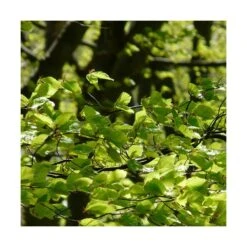 Hêtre Commun Sylvatica/pot De 7,5l - 60/80 Cm 5 Hêtre Commun Sylvatica/pot De 7,5l - 60/80 Cm -Ryobi Jardin Boutique 6411c521126554.18080660