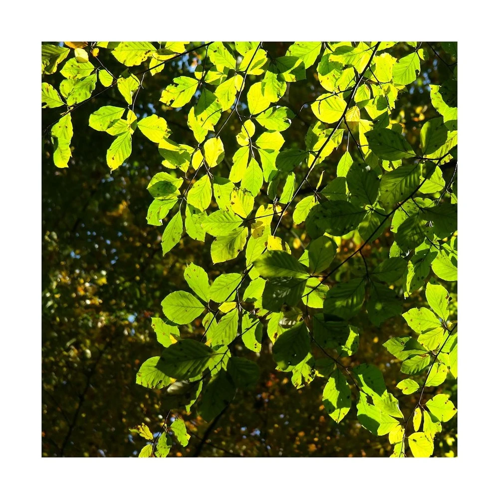 Hêtre Commun Sylvatica/pot De 7,5l - 60/80 Cm 2 Hêtre Commun Sylvatica/pot De 7,5l - 60/80 Cm – Image 2