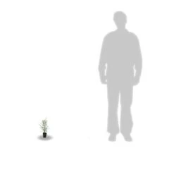 Eucalyptus Gunni France Bleu® 'rengun'/pot De 7,5l - 40/60 Cm -Ryobi Jardin Boutique 6411c525786818.65301056