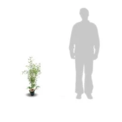 Eucalyptus Gunni France Bleu® 'rengun'/pot De 7,5l - 40/60 Cm -Ryobi Jardin Boutique 6411c525840195.31640674