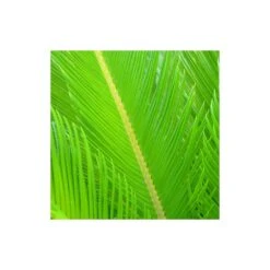Cycas Du Japon/pot De 25l - 60/80 Cm 7 Cycas Du Japon/pot De 25l - 60/80 Cm -Ryobi Jardin Boutique 6411c5b365ae74.91314817