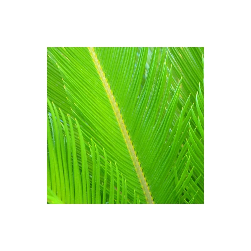 Cycas Du Japon/pot De 25l - 60/80 Cm 4 Cycas Du Japon/pot De 25l - 60/80 Cm – Image 4