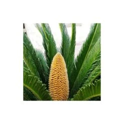 Cycas Du Japon/pot De 25l - 60/80 Cm 6 Cycas Du Japon/pot De 25l - 60/80 Cm -Ryobi Jardin Boutique 6411c5b36c7127.23418649