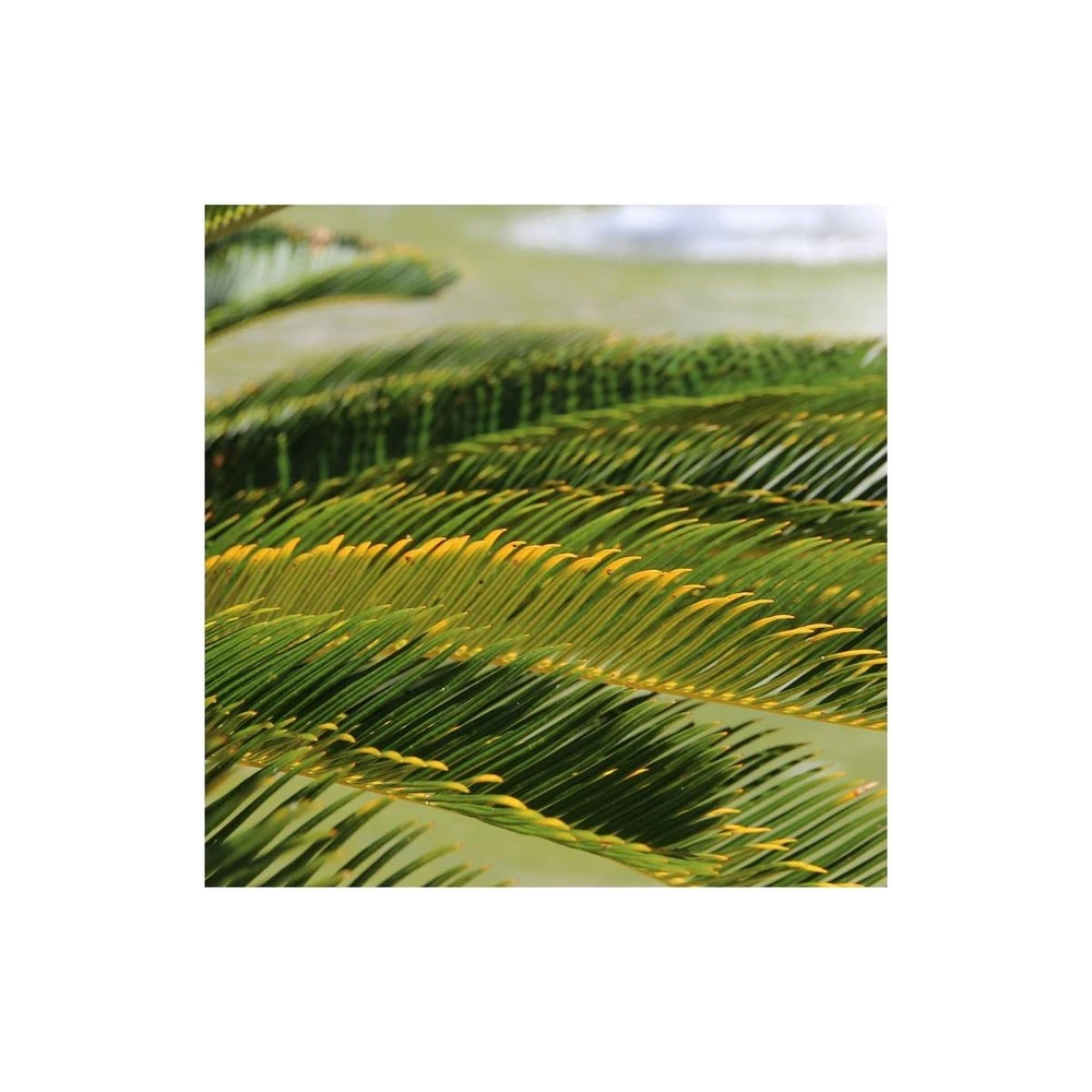 Cycas Du Japon/pot De 70l - Stipe 40/50 Cm 2 Cycas Du Japon/pot De 70l - Stipe 40/50 Cm – Image 2