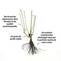 Rosier 'diorama' - -Ryobi Jardin Boutique 6419b64b16ab27.97474187