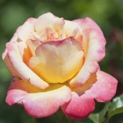 Rosier 'mme A. Meilland' - -Ryobi Jardin Boutique 6419b656862295.92487417