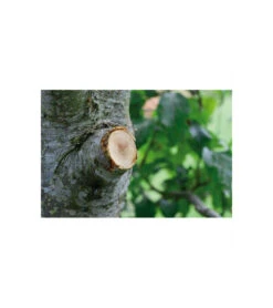 Coupe-branches à Enclume Smartcut Comfort Gardena 6 Coupe-branches à Enclume Smartcut Comfort Gardena -Ryobi Jardin Boutique 641da670d3f468.10738563