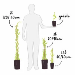 Jasmin Officinal 'affine' - Jasminum Officinalis 3l -Ryobi Jardin Boutique 641db2f9e94c76.84681425