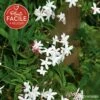 Jasmin Officinal 'affine' - Jasminum Officinalis 3l
