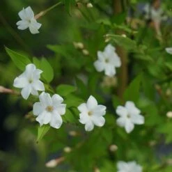 Jasmin Officinal 'affine' - Jasminum Officinalis 3l -Ryobi Jardin Boutique 641db2fa134182.77975992