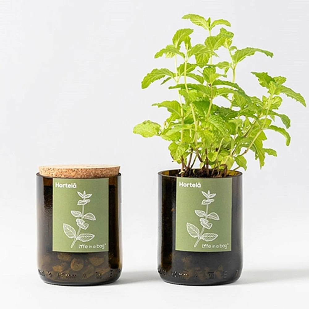 Kit Bouteille Prêt à Pousser Menthe 2 Kit Bouteille Prêt à Pousser Menthe – Image 2