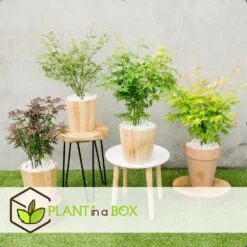 Assorti De 8 Erables Du Japon - Pot ⌀10 Cm - H.25-40cm (hauteur Pot Incluse) -Ryobi Jardin Boutique 6421dd63e6f720.35493338