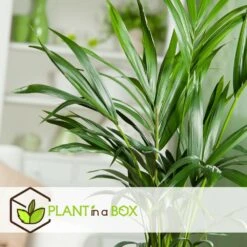 Palmier Kentia - Pot ⌀21 Cm - H. 130-140cm (hauteur Pot Incluse) 8 Palmier Kentia - Pot ⌀21 Cm - H. 130-140cm (hauteur Pot Incluse) -Ryobi Jardin Boutique 6422e18667b5b7.10247257