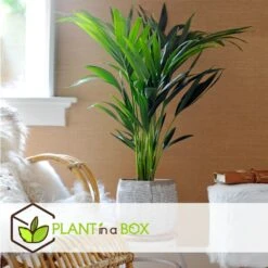 Palmier Kentia - Pot ⌀21 Cm - H. 130-140cm (hauteur Pot Incluse) 7 Palmier Kentia - Pot ⌀21 Cm - H. 130-140cm (hauteur Pot Incluse) -Ryobi Jardin Boutique 6422e1866c5cc6.02870111