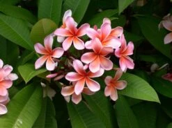 Plumeria Hawaaien - Pot ⌀17cm - H.55-75cm (hauteur Pot Incluse) 12 Plumeria Hawaaien - Pot ⌀17cm - H.55-75cm (hauteur Pot Incluse) -Ryobi Jardin Boutique 6423324e299086.51146067