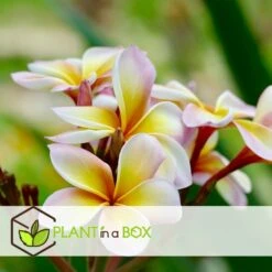 Plumeria Hawaaien - Pot ⌀17cm - H.55-75cm (hauteur Pot Incluse) 9 Plumeria Hawaaien - Pot ⌀17cm - H.55-75cm (hauteur Pot Incluse) -Ryobi Jardin Boutique 6423324e2d9253.46646844