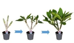 Plumeria Hawaaien - Pot ⌀17cm - H.55-75cm (hauteur Pot Incluse) 11 Plumeria Hawaaien - Pot ⌀17cm - H.55-75cm (hauteur Pot Incluse) -Ryobi Jardin Boutique 6423324e313ab2.79596873